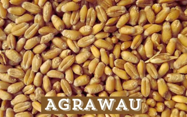 Agrawau: Unveiling Its Rich Cultural and Economic Significance